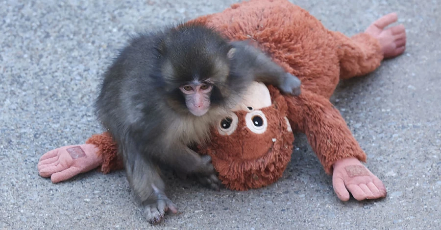 В сети пишут, что Панча собираются разлучить с его игрушкой: правда ли это