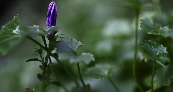7 марта - какой сегодня праздник, что сегодня нельзя делать, все об этом дне