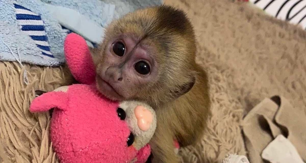 Як поживає луцький Панч: історія порятунку маленького капуцина