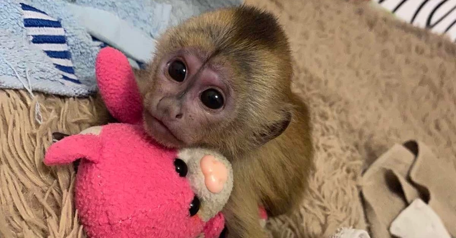 Як поживає луцький Панч: історія порятунку маленького капуцина