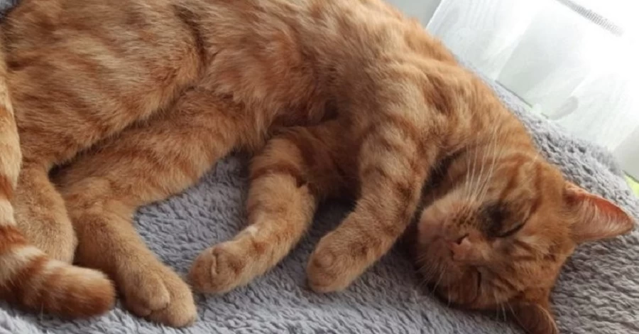 У Швеції заборонено залишати самим на увесь день кота