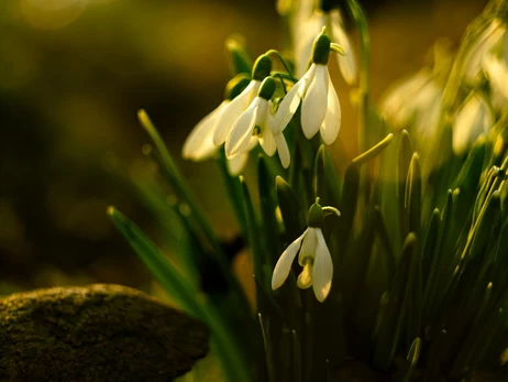 8 березня - яке сьогодні свято, що не можна робити, традиції та прикмети цього дня