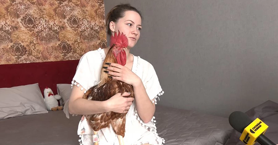 Спит на подушке и кукарекает в 8 утра: как живет квартирный петух Цыпа из Житомира