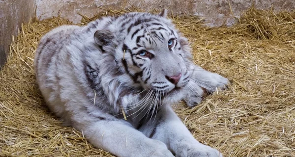 Спасенный на Харьковщине белый тигр Алекс нашел новый дом в Британии