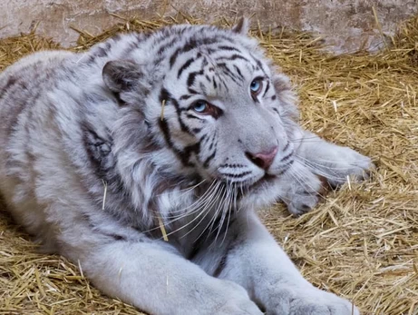 Спасенный на Харьковщине белый тигр Алекс нашел новый дом в Британии