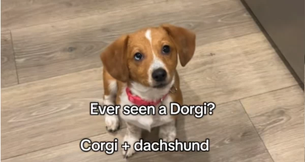 Метис таксы и корги покорил сердца миллионов пользователей TikTok