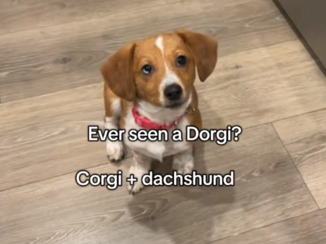 Метис таксы и корги покорил сердца миллионов пользователей TikTok