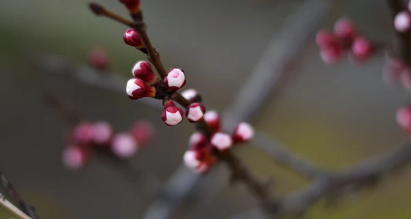 В Украине с 9 марта ожидается резкое потепление, в некоторых областях до +18