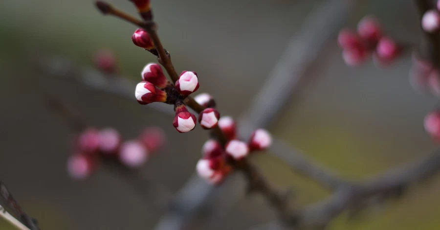 В Україні з 9 березня очікується різке потепління, в деяких областях до +18