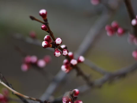 В Україні з 9 березня очікується різке потепління, в деяких областях до +18