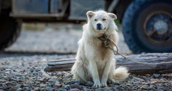 Волю собакам: чому в Україні забороняють ланцюги, а у Швеції не можна залишати собаку одну вдома