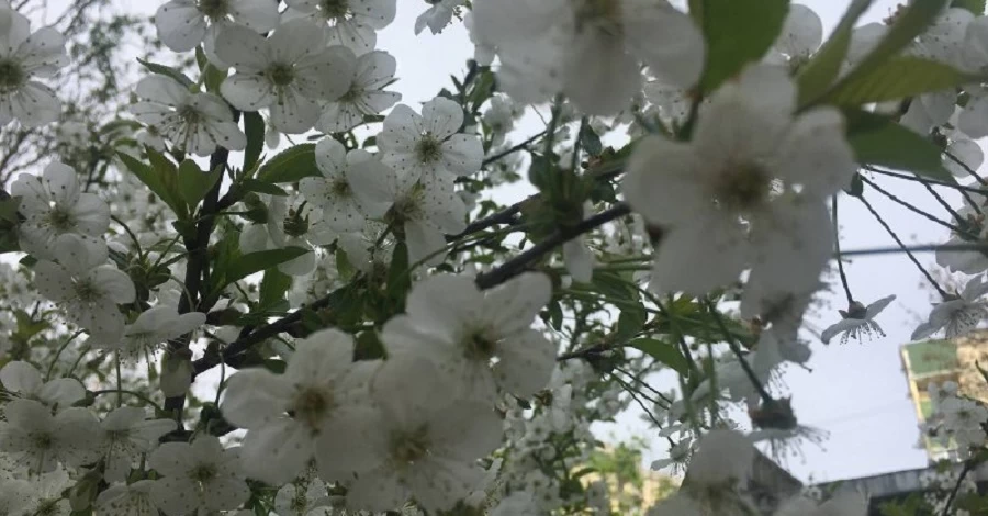 Погода в Україні 11 березня - вдень до 17 градусів тепла, вночі - до 2° морозу