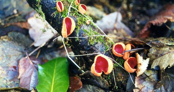 Грибний сезон розпочато: де шукати перший гриб саркосцифу – з характерною червоною шапочкою