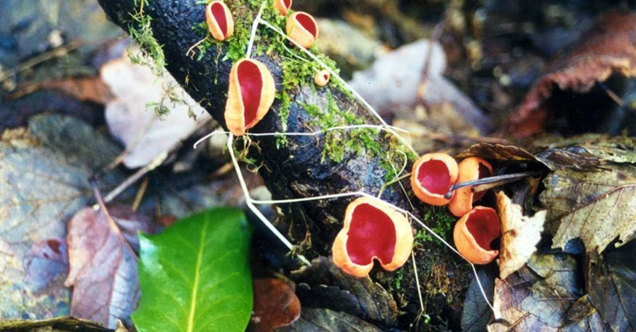 Грибний сезон розпочато: де шукати перший гриб саркосцифу – з характерною червоною шапочкою