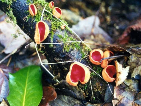Грибний сезон розпочато: де шукати перший гриб саркосцифу – з характерною червоною шапочкою