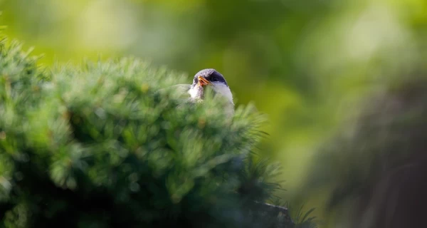 Погода 12 марта – новый антициклон накрывает Украину и несет аномальное тепло
