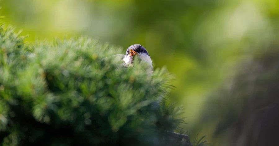 Погода 12 березня - новий антициклон накриває Україну та несе аномальне тепло