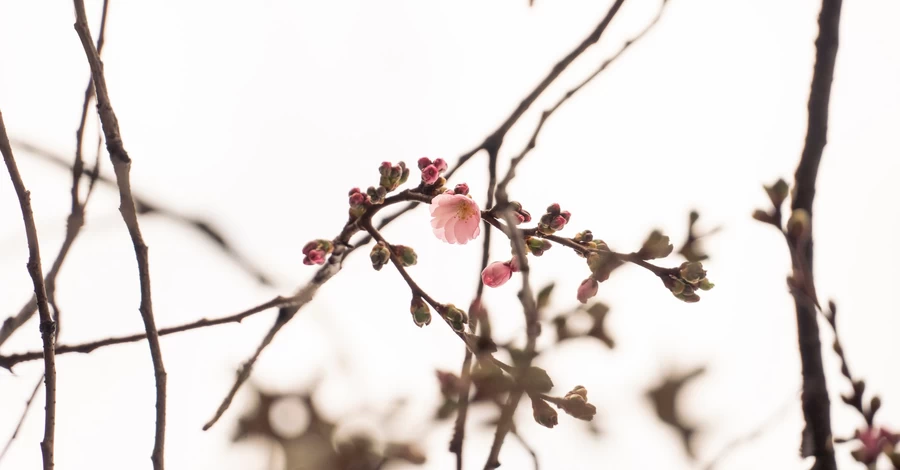 У Мукачеві розквітла 