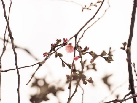 У Мукачеві розквітла 