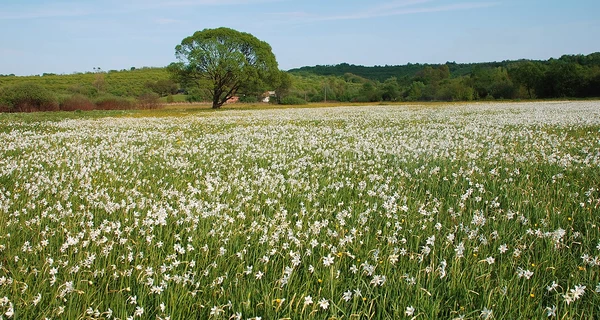 Від крокусів до нарцисів: куди їхати милуватись першими весняними квітами