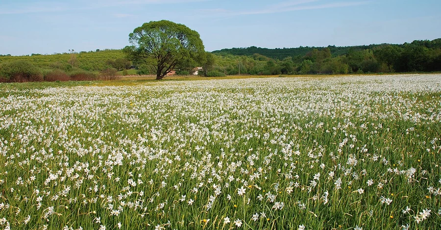 Від крокусів до нарцисів: куди їхати милуватись першими весняними квітами