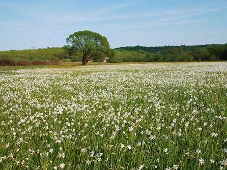 Від крокусів до нарцисів: куди їхати милуватись першими весняними квітами