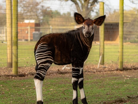 В английском зоопарке впервые показали малыша окапи Нео - смесь коня, жирафа и зебры