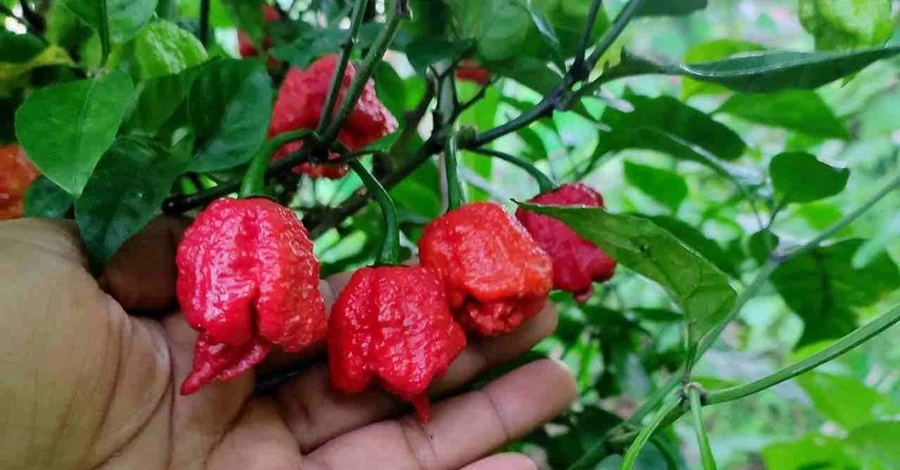 Перці в обмін на евакуацію: як українці допомогли родині зі Слов’янська зібрати гроші на переїзд