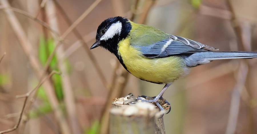 16 марта – какой сегодня праздник, какой церковный праздник, традиции и приметы, что сегодня нельзя делать