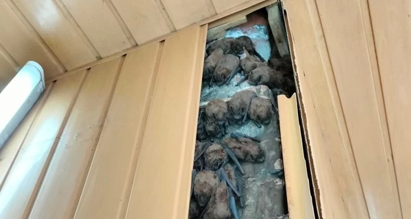 В Харькове спасли более 900 летучих мышей, которые годами зимовали в обшивке балкона 