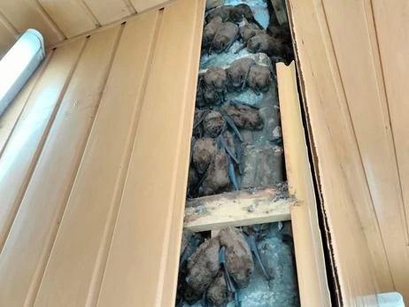 У Харкові врятували понад 900 кажанів, які роками зимували в обшивці балкона 