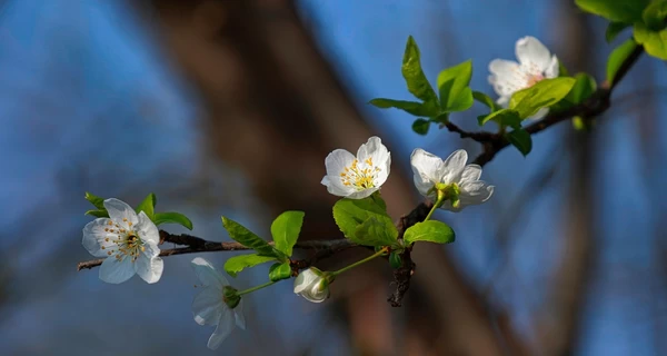 В Украину 15 марта придет похолодание, во все области ворвется штормовой ветер
