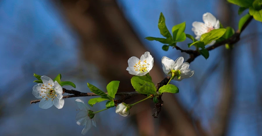 В Украину 15 марта придет похолодание, во все области ворвется штормовой ветер