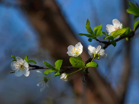 В Україну 15 березня прийде похолодання, у всі області увірветься штормовий вітер