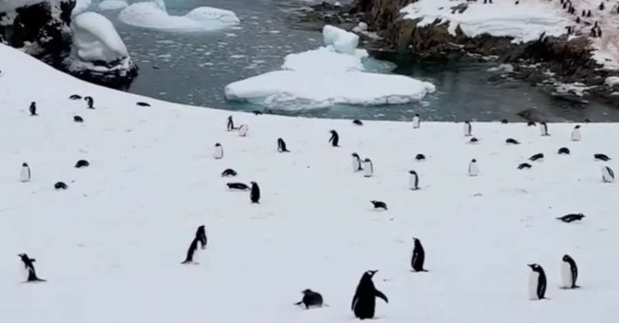 Українські полярники показали, як рахують колонії пінгвінів  