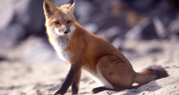 В Украине требуют навсегда запретить охоту – появилась соответствующая петиция