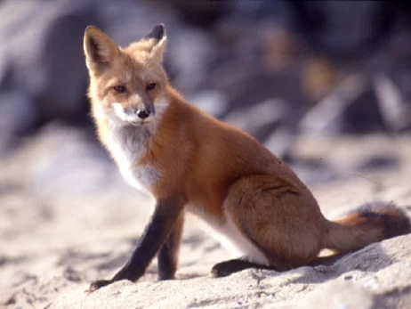 В Украине требуют навсегда запретить охоту – появилась соответствующая петиция