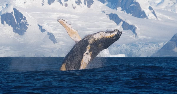 Горбатый кит устроил 