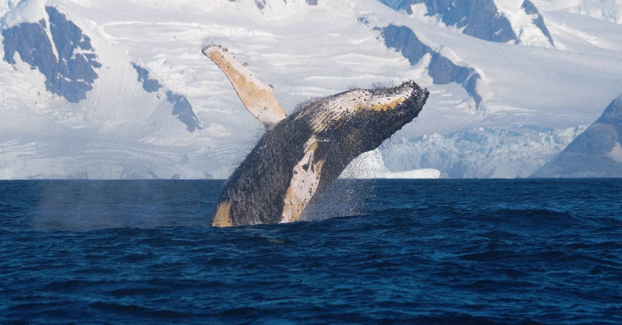 Горбатий кит влаштував 