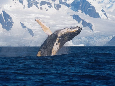 Горбатый кит устроил 