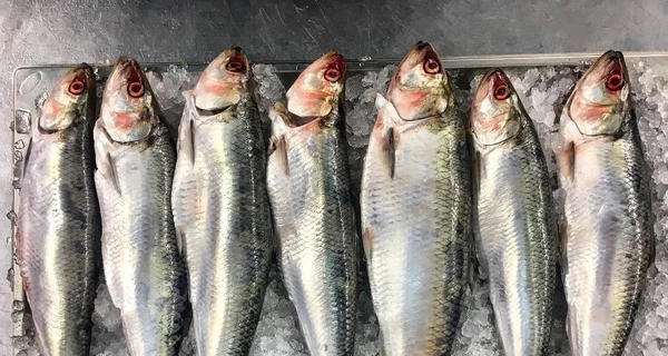 Рибалки з Вилкового: 