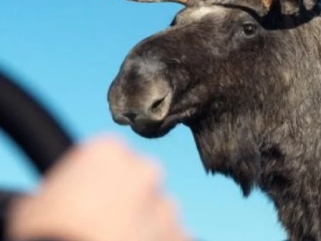 На Львівщині знову водій на смерть збив червонокнижного лося