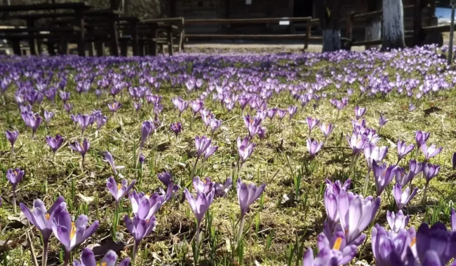 instagram.com/iuraradivilov