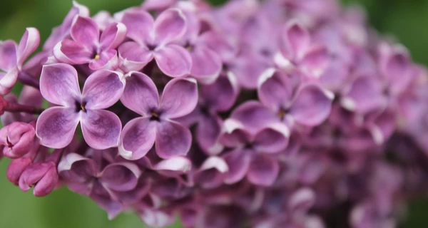 20 марта - День весеннего равноденствия, какой церковный праздник, что сегодня нельзя делать, все об этом дне