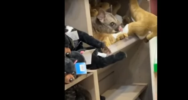 Прикинулся плюшевым - в сувенирном магазине в аэропорту Австралии нашли опоссума среди мягких игрушек