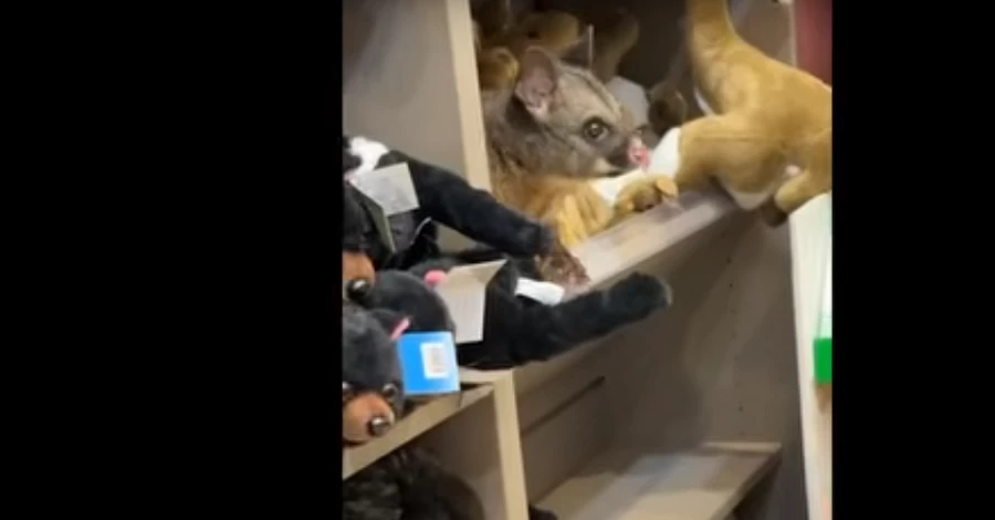 Прикинувся плюшевим - у сувенірному магазині в аеропорту Тасманії знайшли опосума поміж м'яких іграшок