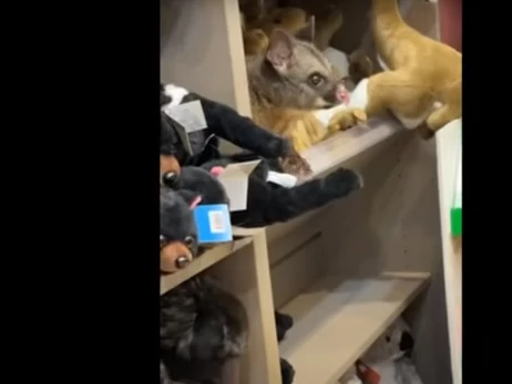 Прикинулся плюшевым - в сувенирном магазине в аэропорту Австралии нашли опоссума среди мягких игрушек