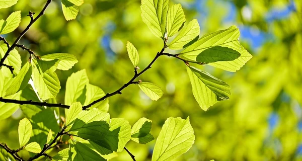 Погода в Украине 20 марта - ночью может быть до 2 градусов мороза