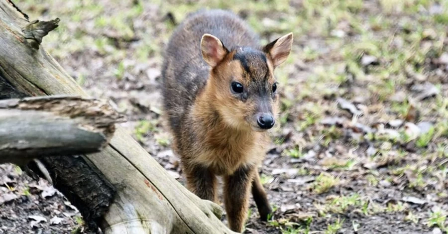 У Київському зоопарку мунтжак Мо повністю відновився після тяжкої травми, отриманої під час обстрілу РФ