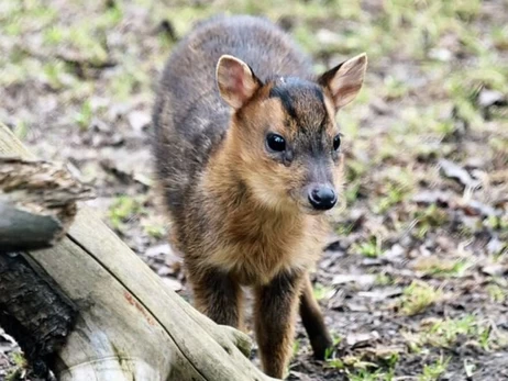 В киевском зоопарке мунтжак Мо полностью восстановился после тяжелой травмы, полученной при обстреле РФ
